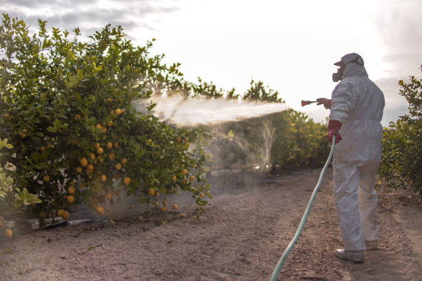 Best Bed Bug Extermination  in Delano, MN