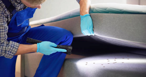 Best Wasp Removal Services  in Delano, MN