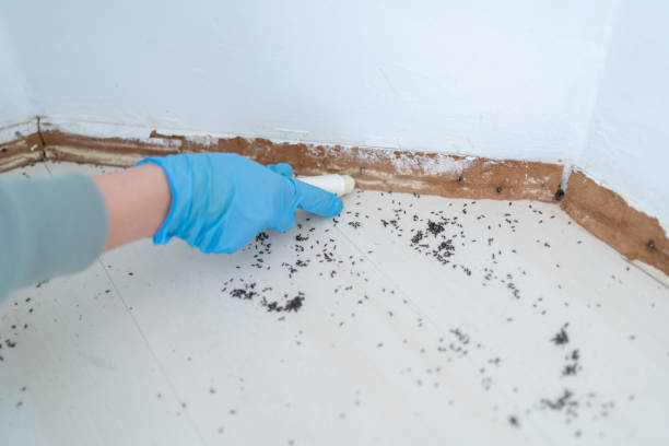 Professional Pest Control in Delano, MN